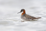 lyskonoh úzkozobý, samice / Red-necked Phalarope, female (Phalaropus lobatus)