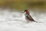 lyskonoh úzkozobý, samice / Red-necked Phalarope, female (Phalaropus lobatus)