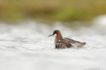 lyskonoh úzkozobý, samice / Red-necked Phalarope, female (Phalaropus lobatus)