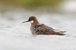 lyskonoh úzkozobý, samice / Red-necked Phalarope, female (Phalaropus lobatus)